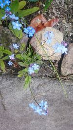 High angle view of flowers growing on field