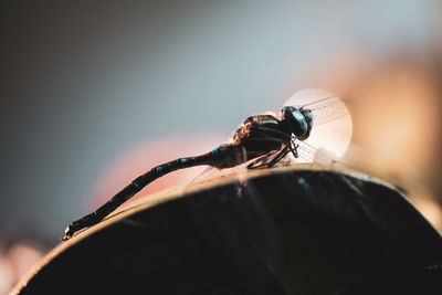 Close-up of spider