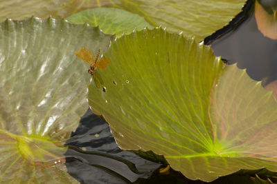 High angle view of leaf floating on water