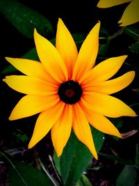 Close-up of yellow flower blooming outdoors