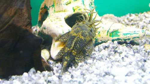 Close-up of crocodile