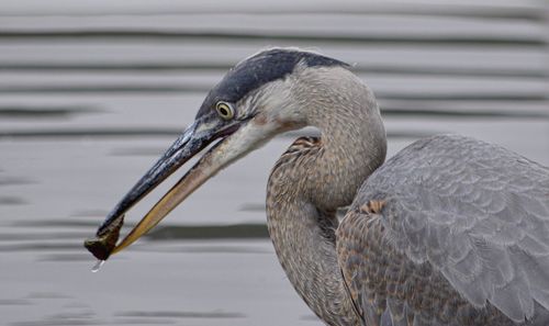 Close-up of gray heron