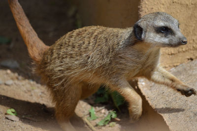 Close-up of meerkat looking away