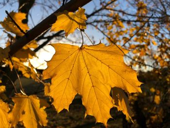 Close-up of yellow maple leaves