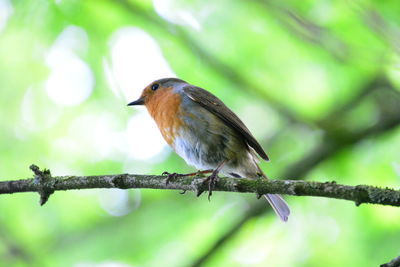 Close-up of bird perching on branch