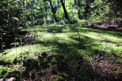 Trees growing in forest