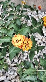 Close-up of fresh orange flowers blooming outdoors