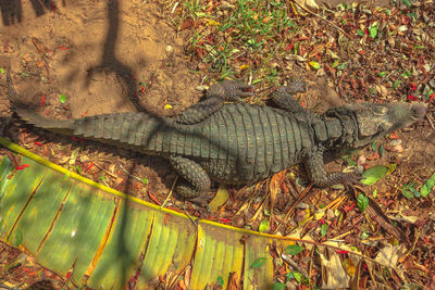 High angle view of a reptile in a forest