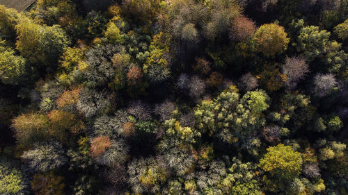 Full frame shot of a tree