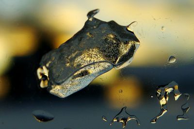 Close-up of fish in water