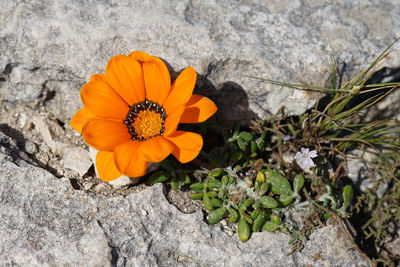 High angle view of orange flower on rock