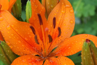 Close-up of raindrops on orange lily
