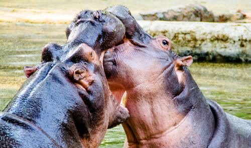 Hippos fighting