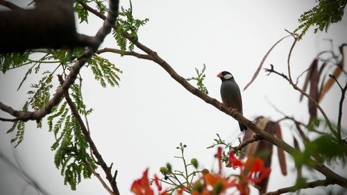 Low angle view of bird perching on branch against sky