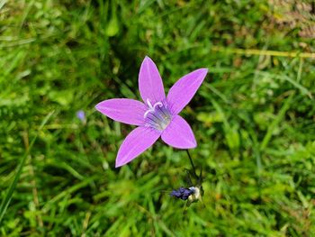 Close-up of insect on purple flowering plant