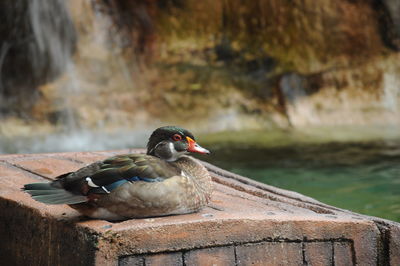 Close-up of duck