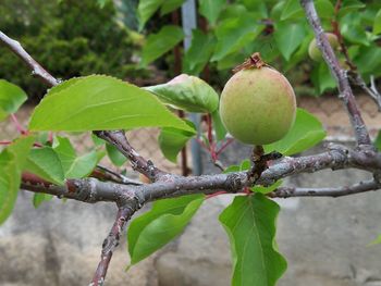 Close-up of fruit growing on tree