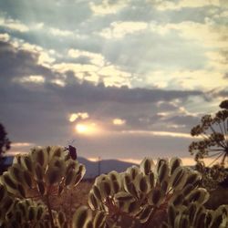 Close-up of cactus against sky during sunset