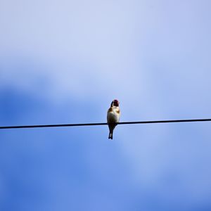 Low angle view of bird perching on cable against clear sky