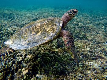 View of turtle in sea