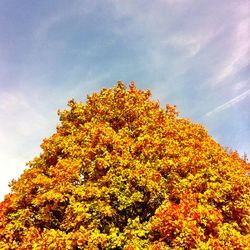 Low angle view of yellow flowers