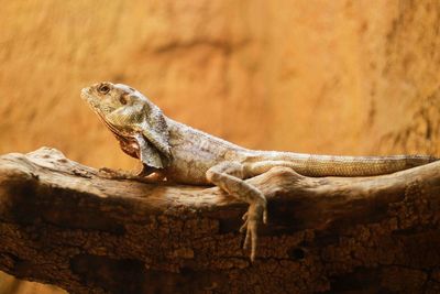 Close-up of bearded dragon on branch