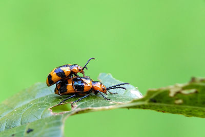 Close-up of insect on plant