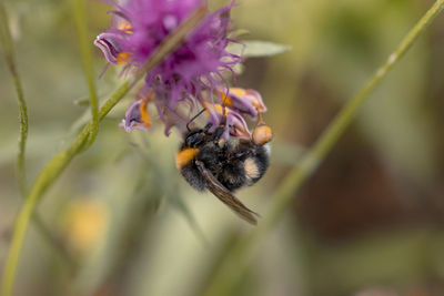 Close-up of bee pollinating on purple flower