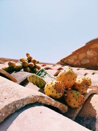 Close-up of prickly pear cactus against clear sky