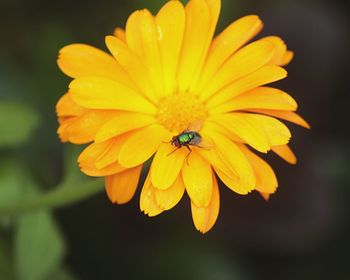 Close-up of bee on yellow flower