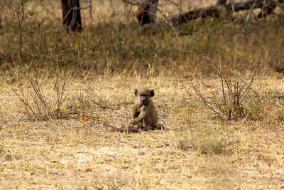 Monkey sitting on field