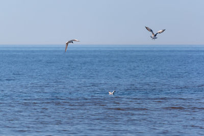 Seagulls flying over sea