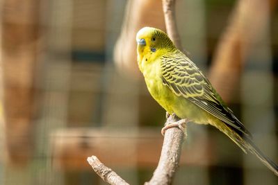 Close-up of parkeet perching on branch