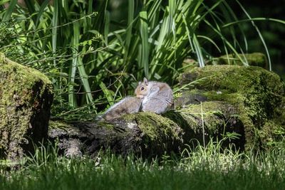 View of a squirrel on a rock