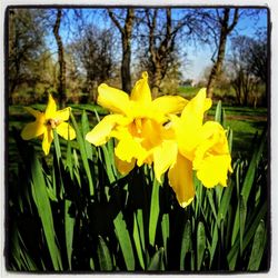 Close-up of yellow daffodil flowers