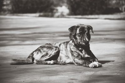 Portrait of dog sitting outdoors