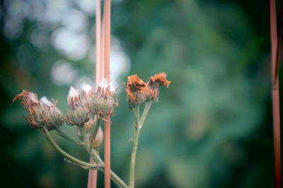 Close-up of wilted flower plant