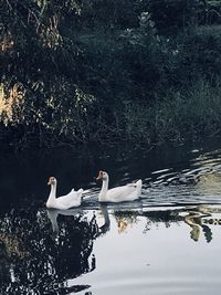 Swans swimming in lake