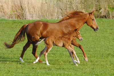 Horse mare and foal running in symmetry over meadow