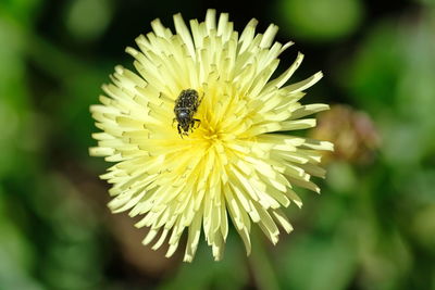 Close-up of bee pollinating on flower