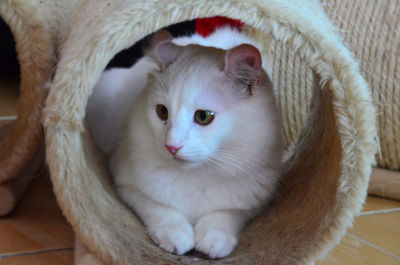 Close-up of cat in scratching post