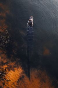 High angle view of turtle swimming in lake