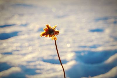 Close-up of flower blooming outdoors