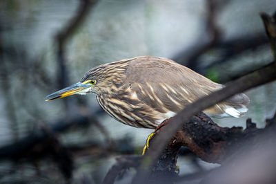 Close-up of bird perching on branch