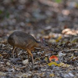 Side view of an animal on land