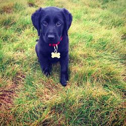 Portrait of dog on grassy field