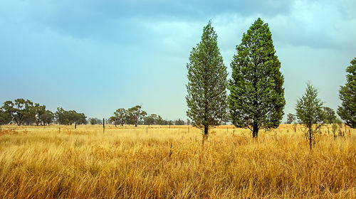 Trees on field against sky