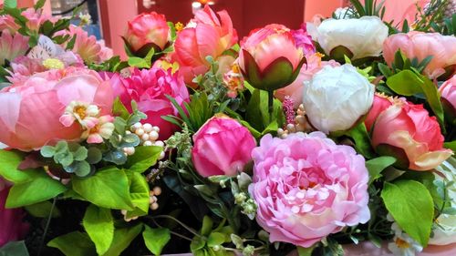 Close-up of pink flowers