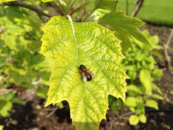 Close-up of insect on leaf