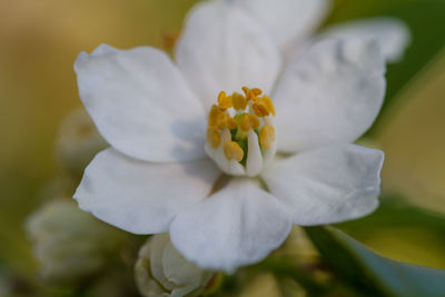 Close-up of white flowering plant